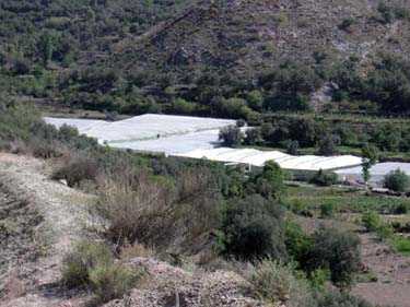 PICENA-01.jpg (32968 bytes)