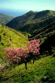 02almendro.jpg (11517 bytes)